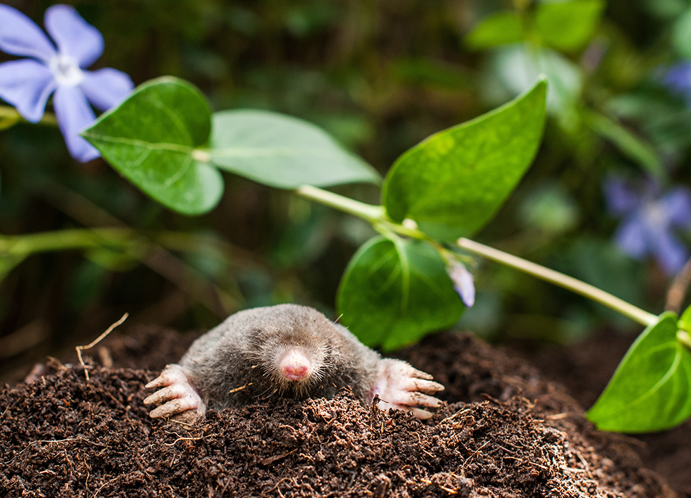 Moles - AAAC Wildlife Removal of Cincinnati