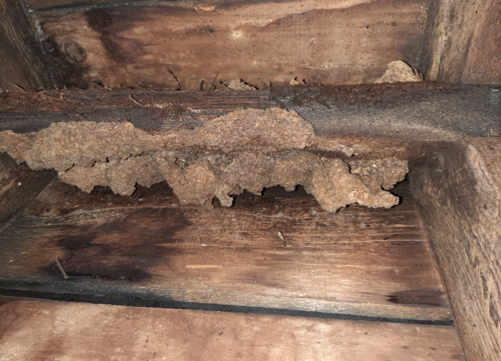 Bat feces damage in Washington Court House church