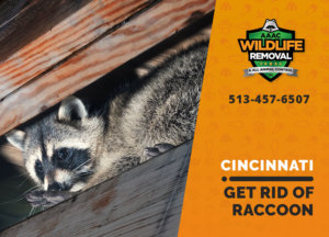 get rid of raccoon cincinnati