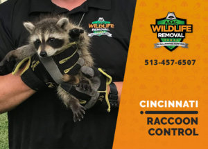 raccoon control cincinnati