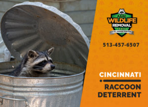 cincinnati raccoon deterrents