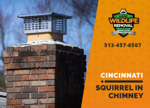 squirrel stuck in chimney cincinnati