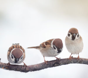 Sparrows in a branch