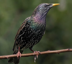 Starling on a tree
