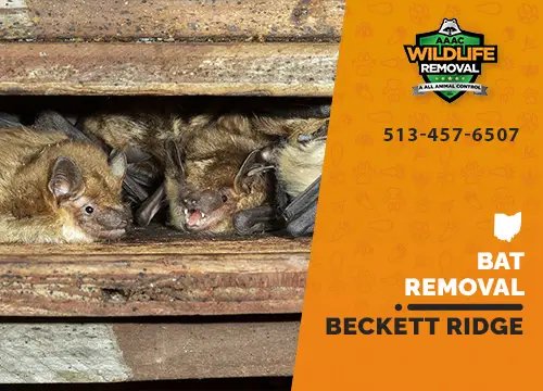 Bat Removal Beckett Ridge