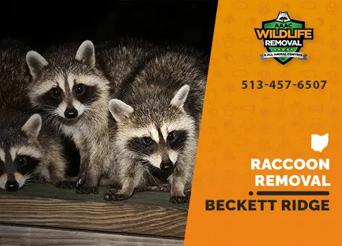 Raccoons on ad for Beckett Ridge raccoon removal service.