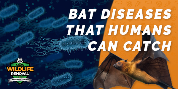 Bat Diseases That Humans Can Catch - AAAC Wildlife Removal of