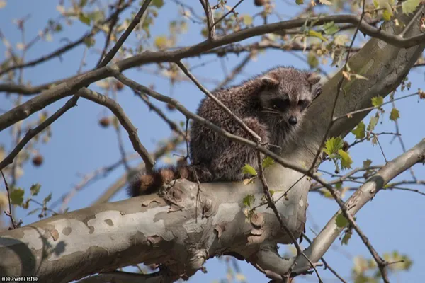 Raccoon perched on tree branch in daylight.